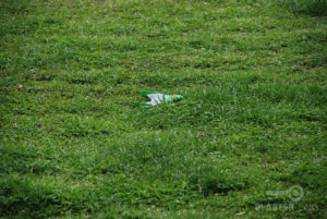 Sky-Gliderz-in-Grass